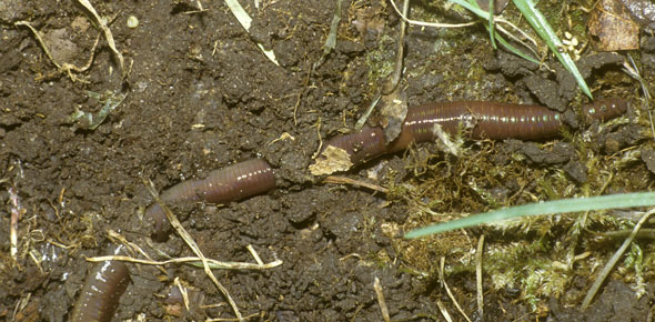 earthworm