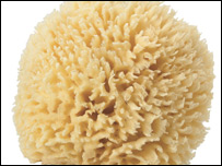 سفنج