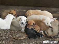 A litter of 10 puppies