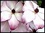 Clematis