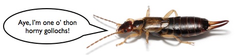 hornygolloch.jpg