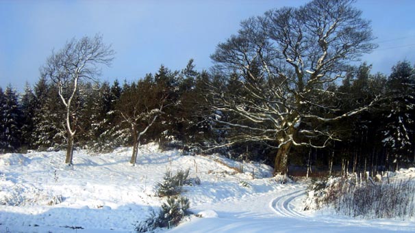 Candy, near Glenfarg