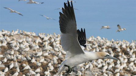 Gannet colony on Grassholm. Image by RSPB