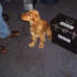 Producer Toto surveys the scene...