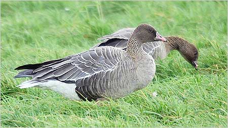 Pink footed Geese c/o Jaybee and North East Wildlife