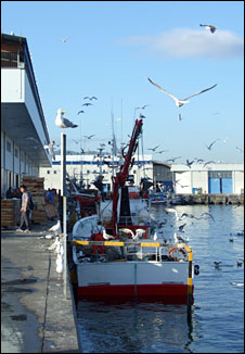 Boat in harbour
