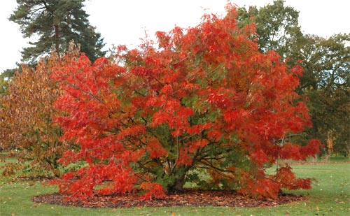 Japanese rowan, Sorbus commixta at Kew