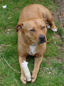A Staffordshire bull terrier