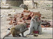 बंदर