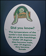 Turtle information board
