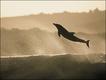 Imagem do fotógrafo Greg Huglin mostra golfinhos surfando na África do Sul