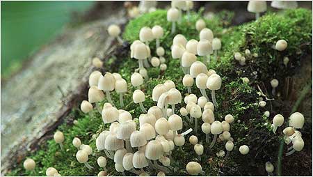 Mycena fungi c/o Jaybee and NE Wildlife