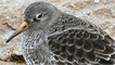 Purple sandpiper