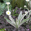 Celmisia verbascifolia