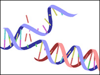 Filamento de DNA