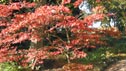 Acer palmatum