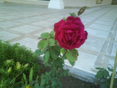 Rose