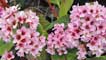Bergenia (Clustiau Eliffant)