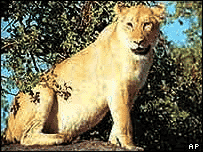 Leoa