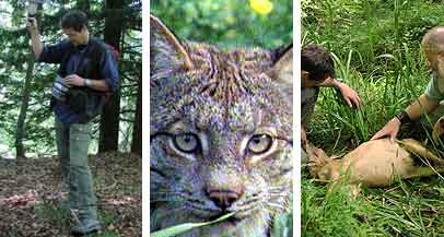 radio tracking a lynx and a roe deer kill