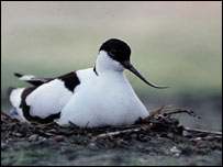 Avocet