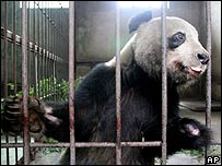 A panda Niu Niu