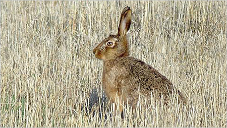 Hare c/o northeastwildlife.co.uk