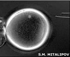 Cloned embryo. S.M. Mitalipov