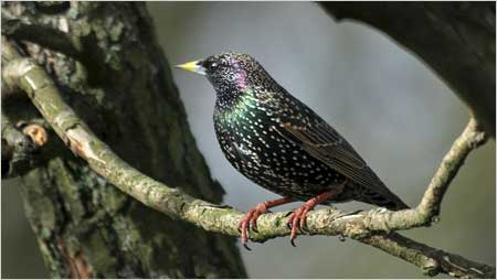 Starling c/o Jaybee and North East Wildlife