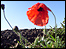 Cenotaph at Victoria Park, Leicester