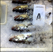 Fish at Peterhead