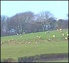 Fferm defaid - cefn gwlad