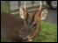 Muntjac deer