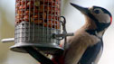 woodpecker