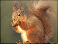 Red Squirrel c/o Glen Tanar estate and McCallan