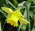 Daffodil