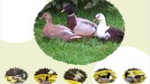 Duck collage...
