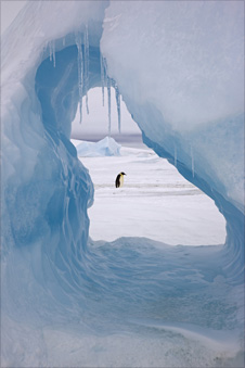 Emperor penguin by Sue Flood