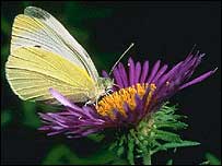 Cabbage White butterfly