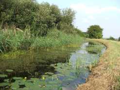 Dykes and ditches teeming with plants and wildlife at wicken Fen.