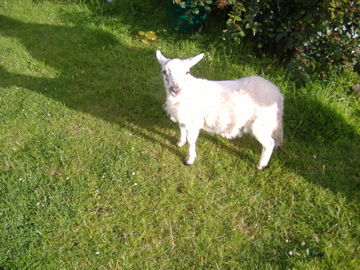 Lamsey