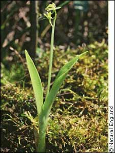 Fen orchid, Natural England