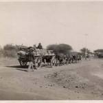A country scene of Veldt Transport, Natal, South Africa