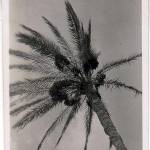 Date Palm Egypt