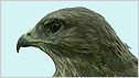 Buzzard