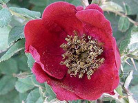 Rosa moyesii