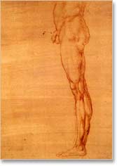 Leg sketch