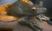Tree frog