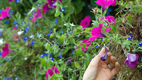 a classic hanging basket combination with petunias and lobelia