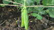 Peas
